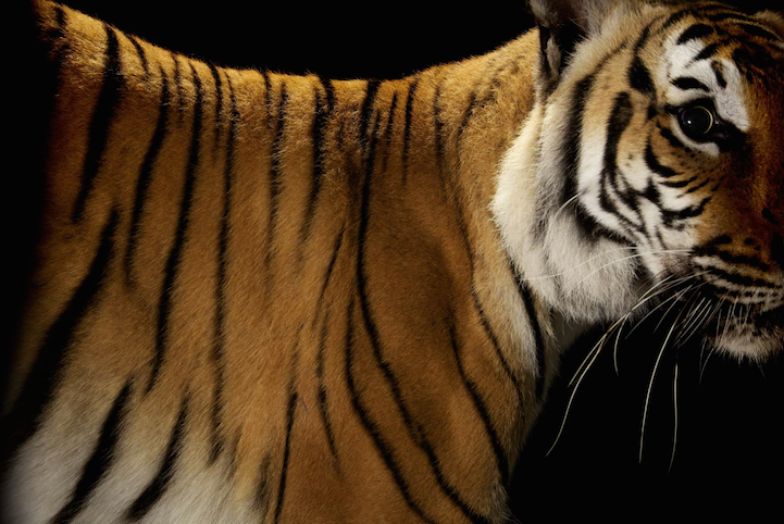 Элегантная красота больших кошек в снимках фотографа National Geographic
