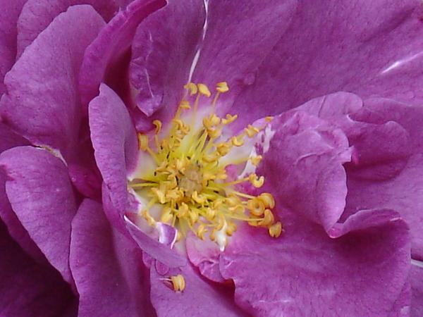&amp;lsquo;Rhapsody in Blue&amp;rsquo;