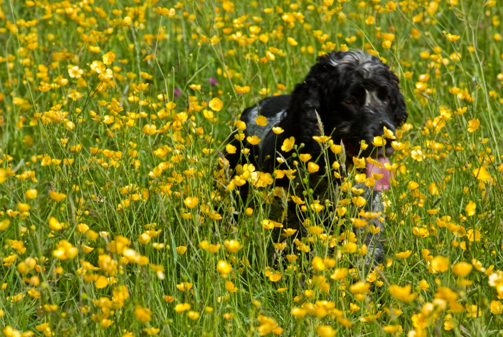 Английский кокер-спаниель. Часть вторая