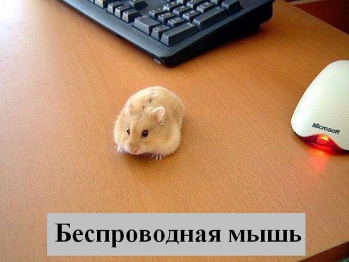 ВЕСЁЛЫЕ ЗВЕРЮШКИ ))) веселые картинки,животные,позитив,Смешные животные