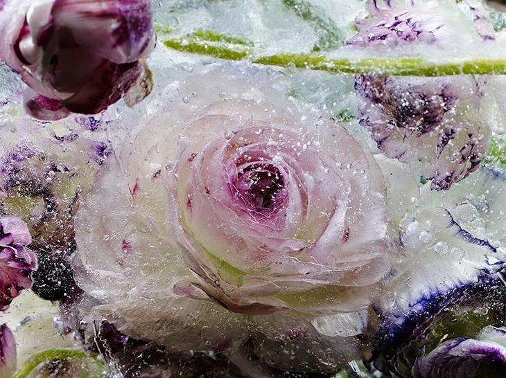 Замороженные цветы от Кэндзи Сибата. Фото