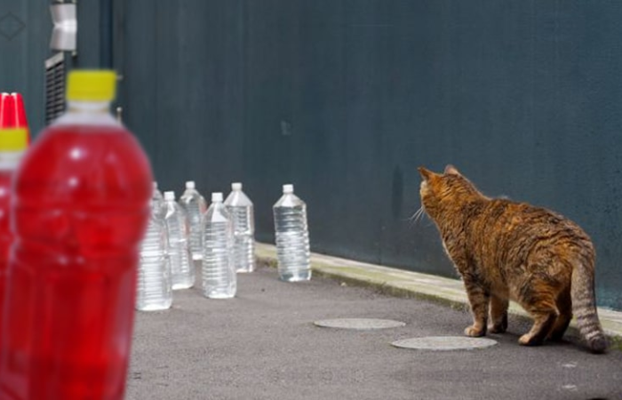 Как японцы отпугивают диких котов с помощью бутылок с водой