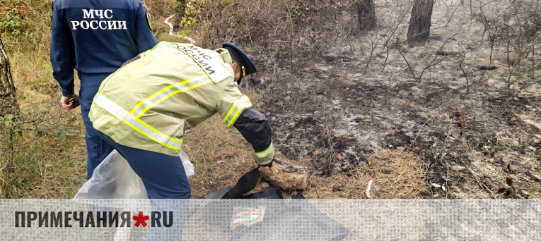 Семье из Феодосии грозит срок за устроенный лесной пожар