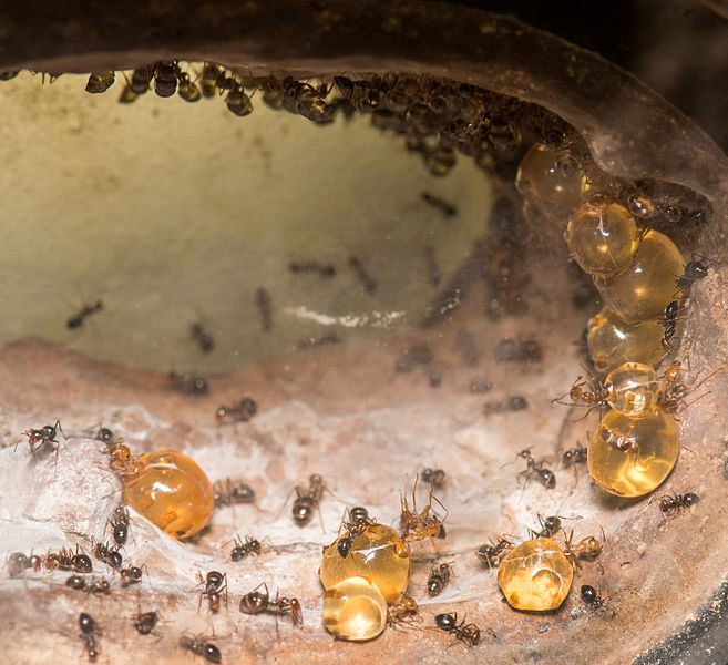 Медовые муравьи: фото, описание, особенности, образ жизни