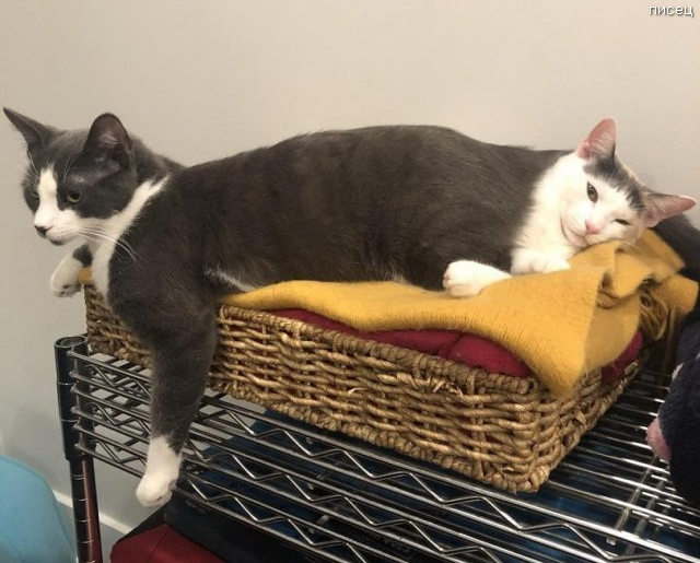 Офигенный обман зрения. Суперхит! Офигенный обман зрения. Суперхит! смешные картинки