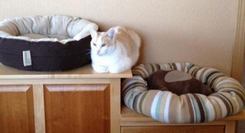 Кошачья логика в прикольных картинках (10 фото)