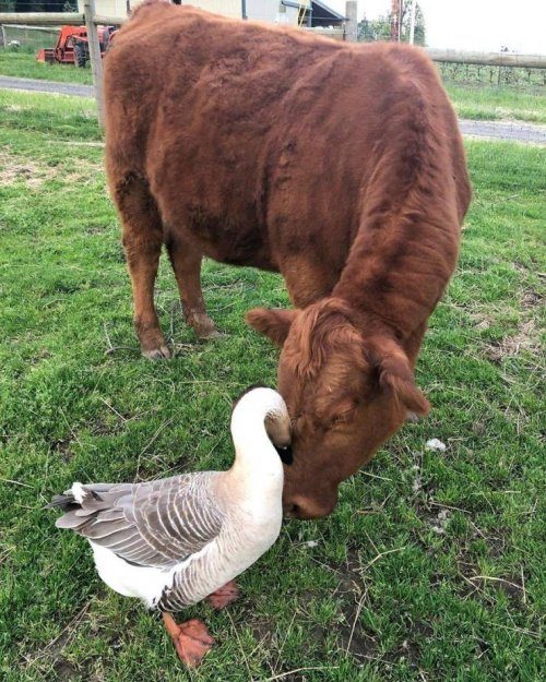 Позитивные эмоции и настроение Позитивные эмоции и настроение