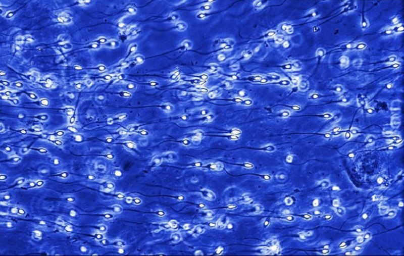 Это удивительно! Фото, которые раскрывают тайну зарождения жизни Это удивительно! Фото, которые раскрывают тайну зарождения жизни