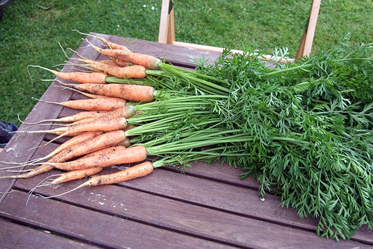 В июле проводят последнее прореживание моркови