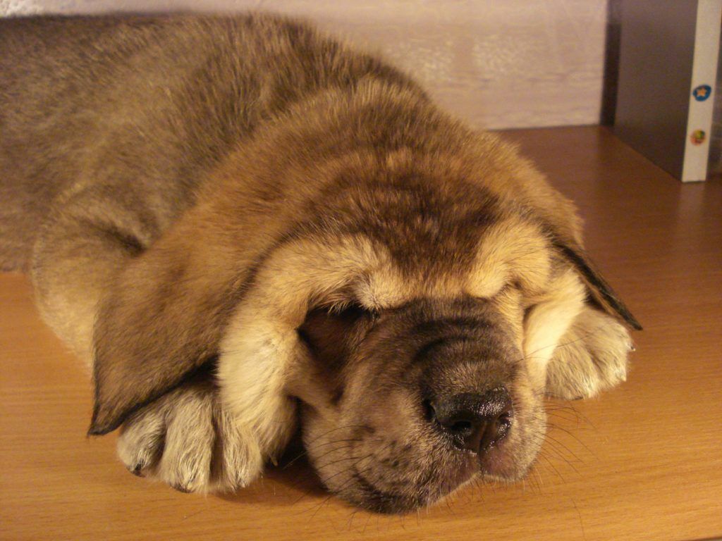 ТОП-3 породы собак, которые больше всего на свете любят спать