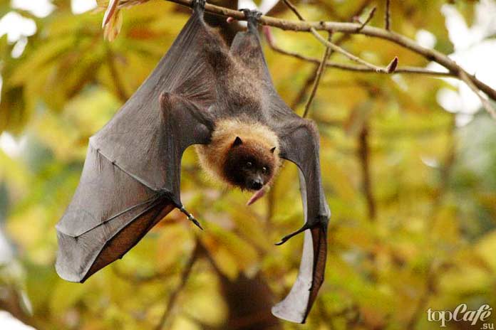 Интересные факты о летучих мышах: Рукокрылые