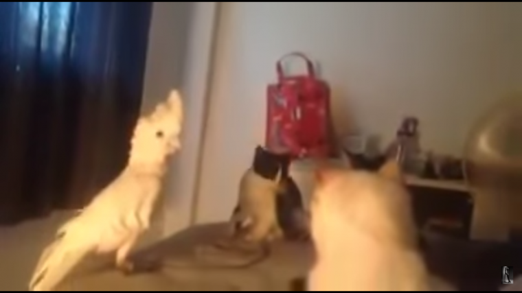 Попугай научился «говорить» по-кошачьи, чтобы выжить в доме среди котов 