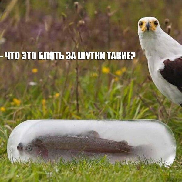 смешные картинки с надписями весело, прикол, юмор