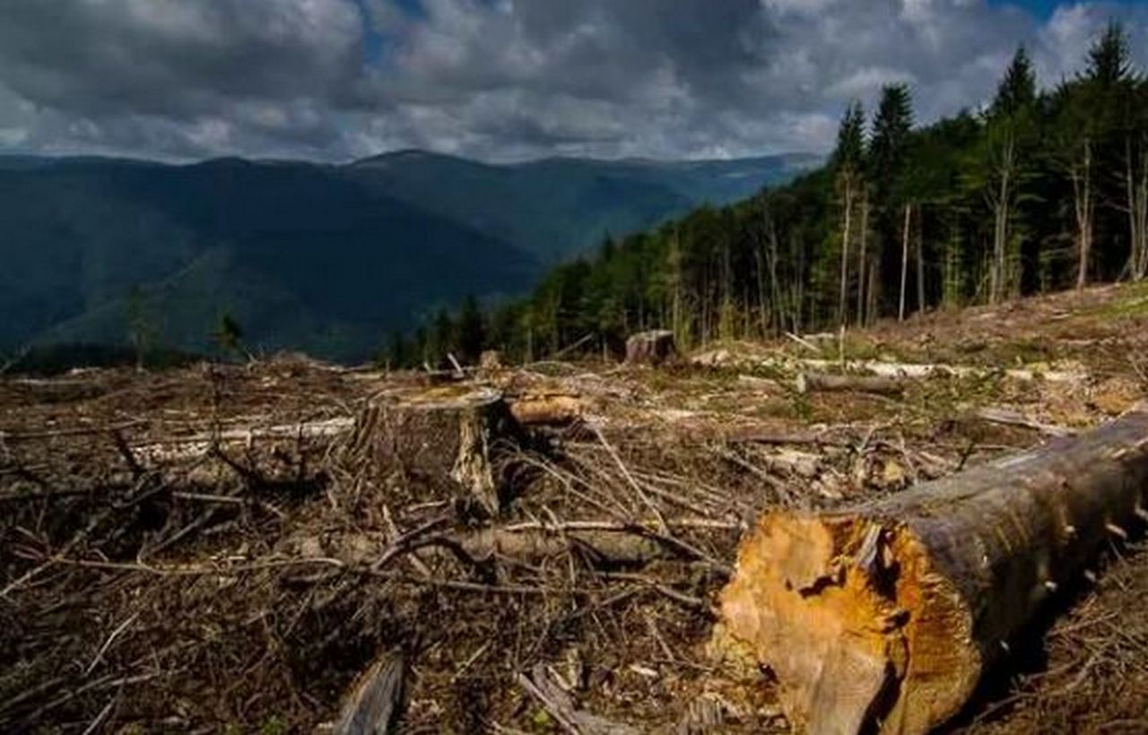Вырубка деревьев на склонах. Вырубка лесов на склонах. Эрозия почвы в лесу. Вырубка деревьев и кустарников на склонах оврагов. Сосновый бор вольск.