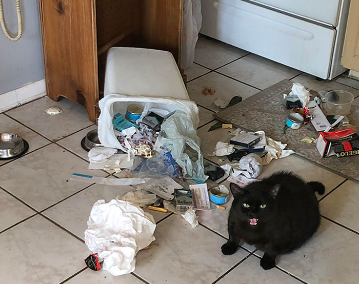 черный кот сидит рядом с перевернутым мусорным ведром