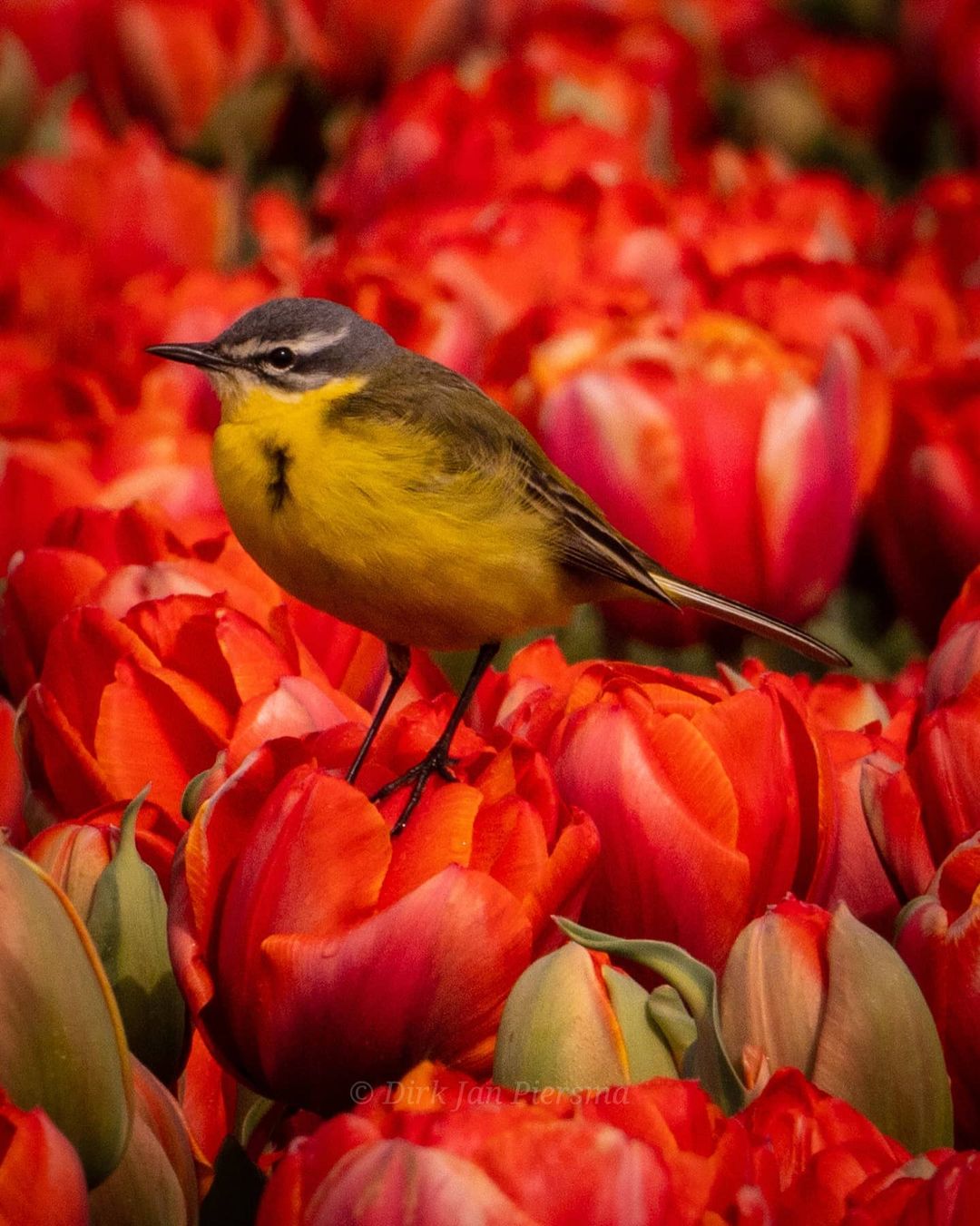 Поля цветущих тюльпанов в Нидерландах, аромат которых дурманит даже через дисплей Голландия,Нидерланды,цветы