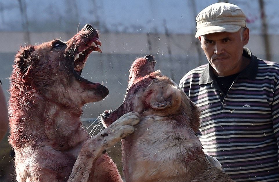 Жестокое развлечение: собачьи бои в Кыргызстане