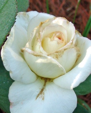 ÑÐ¾Ð·Ð° Ð·Ð°ÑÐ°Ð¶ÑÐ½Ð½Ð°Ñ ÑÑÐ¸Ð¿ÑÐ°Ð¼Ð¸