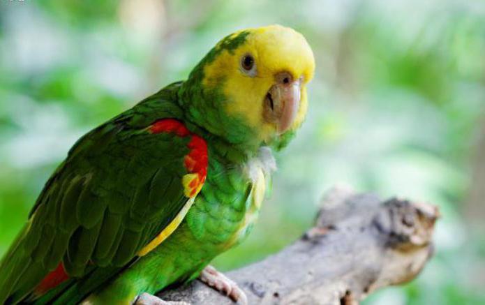 Амазонские попугаи: особенности содержания, описание и интересные факты