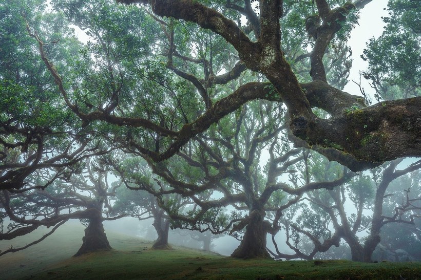 Очаровательные снимки древнего лаврового леса Мадейры с 500-летними деревьями