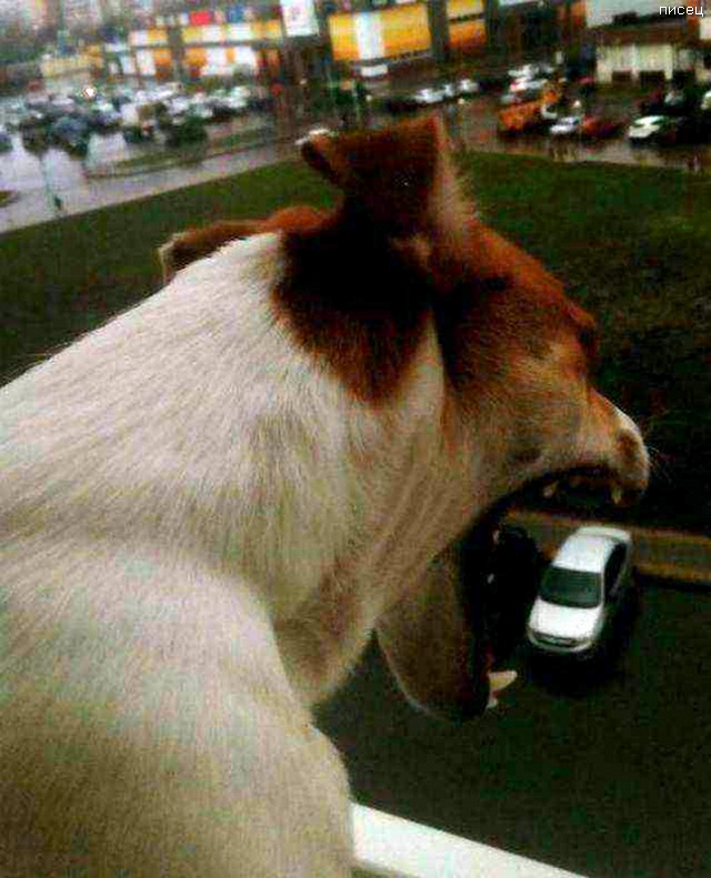 Офигенный обман зрения. Суперхит! Офигенный обман зрения. Суперхит! смешные картинки