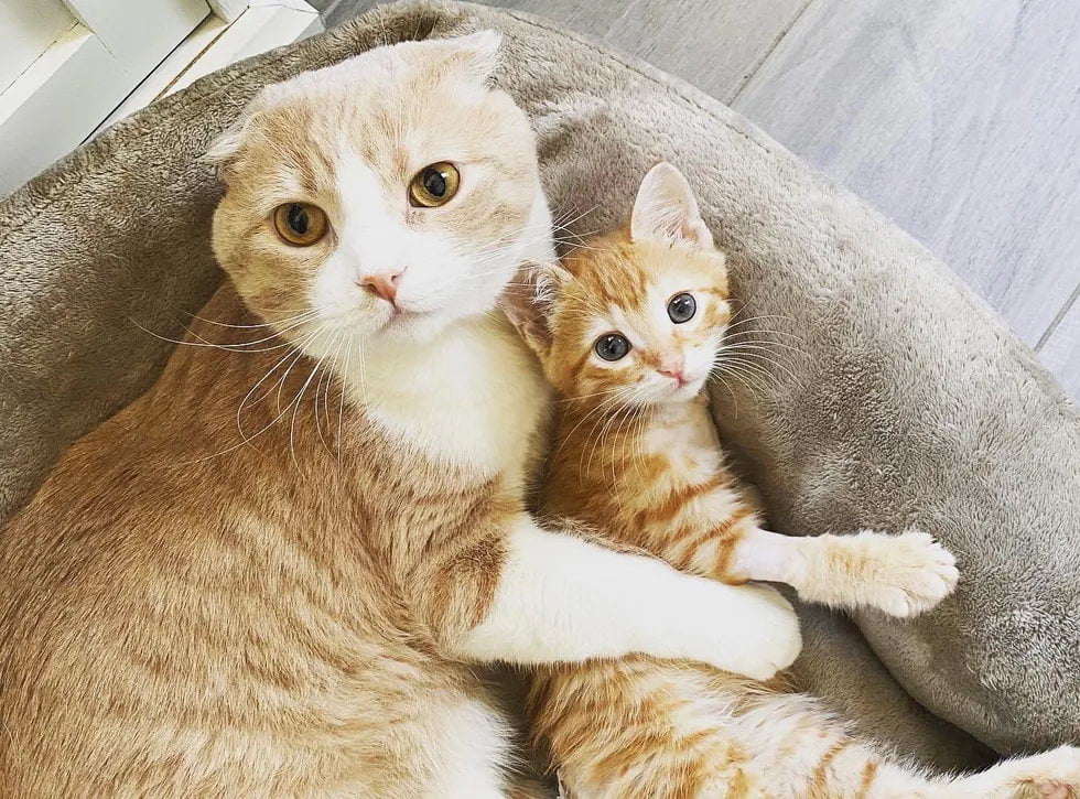 Без кота и жизнь не та