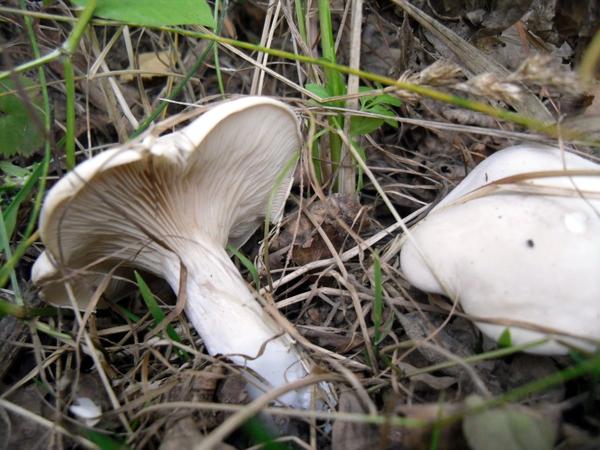 Как избежать отравления ядовитыми грибами грибы, может, можно, следует, очень, грибов, белый, гриба, грибами, навозник, Способ, съедобными, стоит, некоторые, Boletus, обработке, вопрос, многие, совершенно, далеко