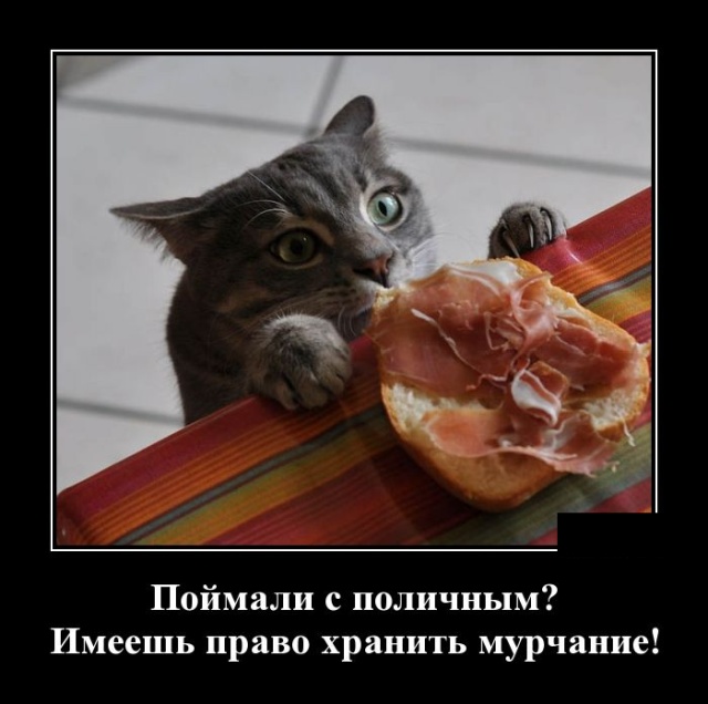 Жена привела вторую кошку..