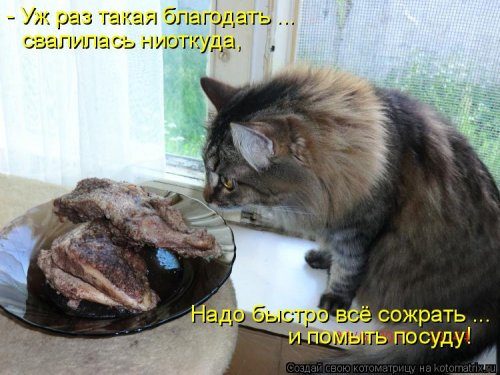 Самая убойная котоматрица 