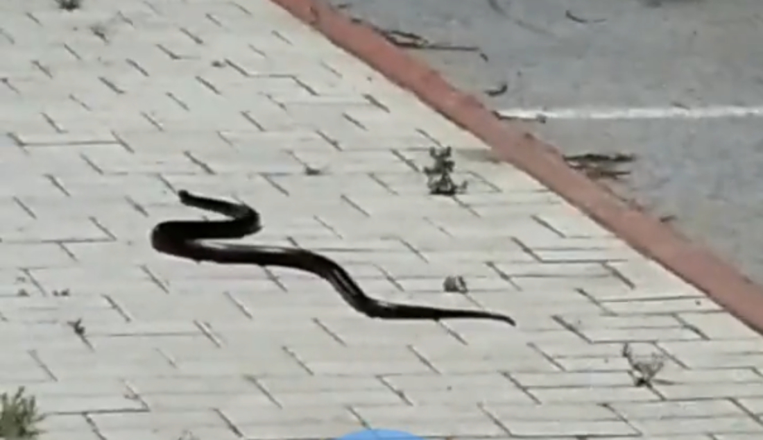 Змеи активизировались в районе Академгородка