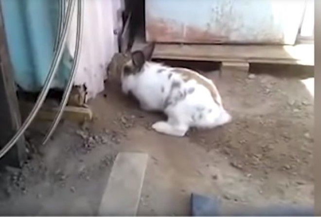 Операция - Ы : героический кролик спасает маленького котенка из заточения 