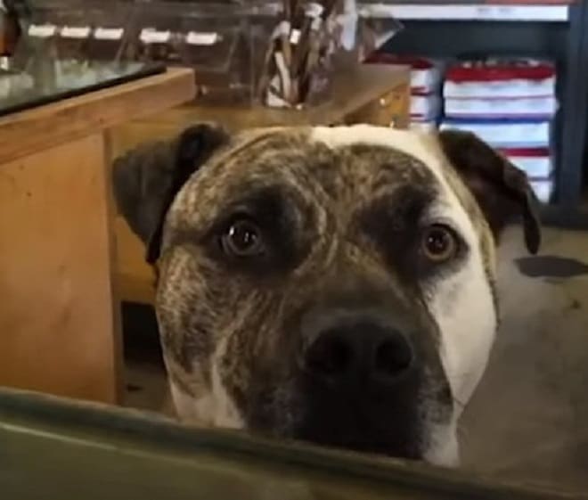 Потеряв собаку, мужчина нашел нетривиальный способ отыскать ее через Интернет Потеряв собаку, мужчина нашел нетривиальный способ отыскать ее через Интернет истории из жизни,не всё так грустно