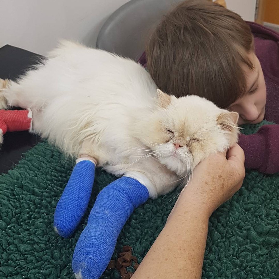 Кот, видя, что его мальчику плохо, собрал все свои силы и подполз к своему хозяину... Кот, видя, что его мальчику плохо, собрал все свои силы и подполз к своему хозяину...