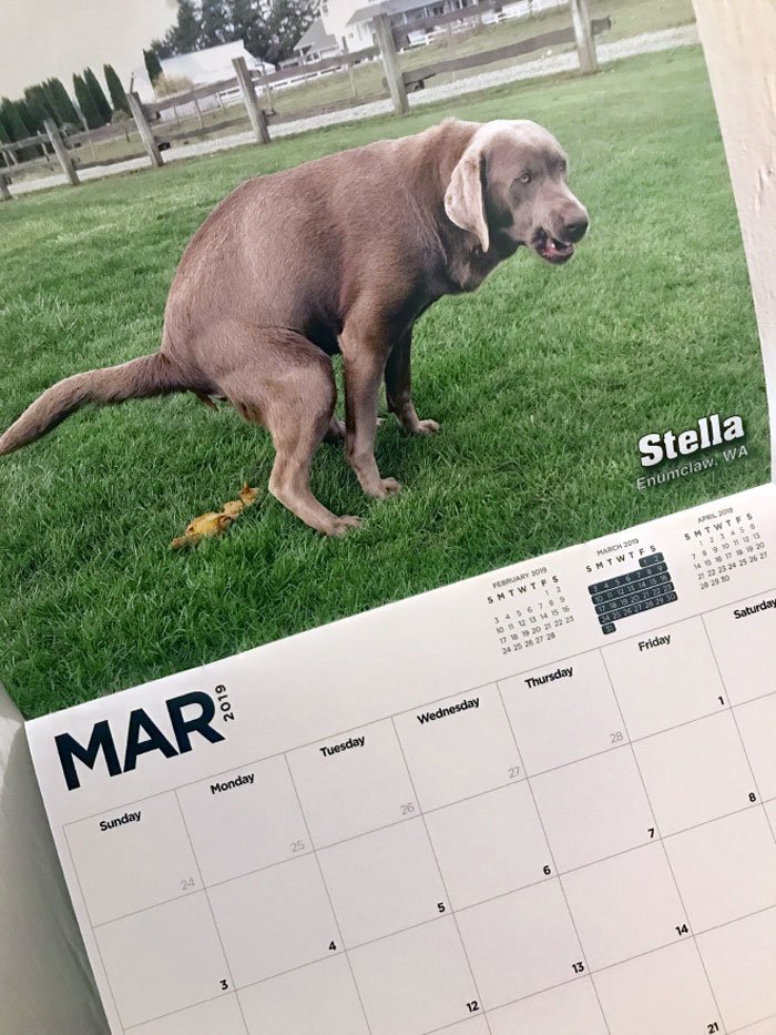 На каждой странице изображены собаки, решившие справить нужду в довольно живописных местах животные, календарь, календарь 2019, креатив, прикол, собака, собаки, юмор