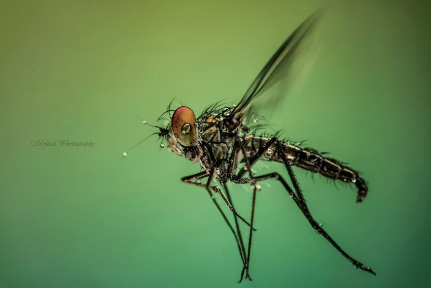 Восхитительные макрофотографии насекомых