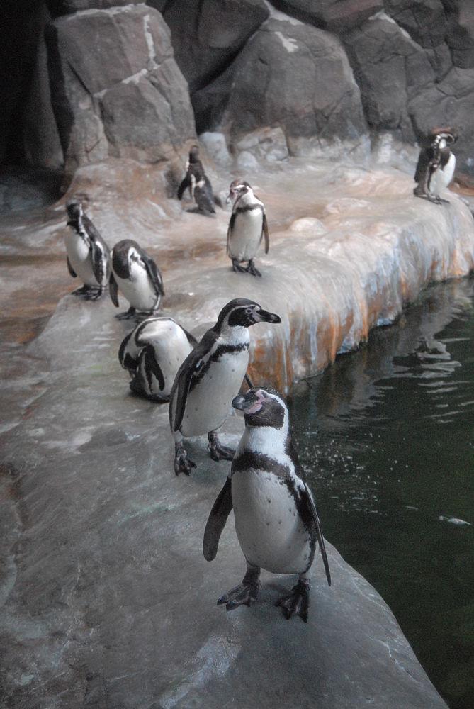 Знакомство С Пингвинами Смотреть Онлайн