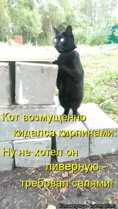 1586540410_kotomatrica-17 (395x700, 372Kb)