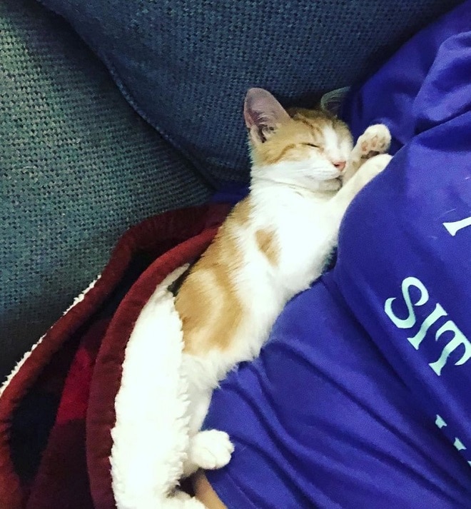 Котенок и человек