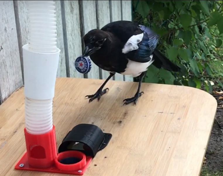 Умелец создал систему, которая побуждает птиц собирать крышки от бутылок в обмен на корм