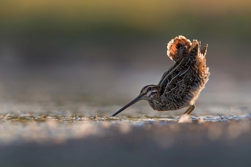 Лучшие фотографии птиц с конкурса Bird Photographer of the Year