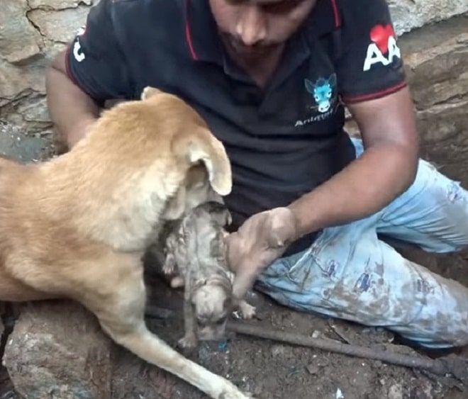 Мужчина щенки и собака