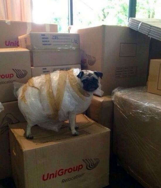 Веселый юмор в картинках и фотографиях с надписями со смыслом картинки с надписями,прикольные картинки,смешные комментарии,фото приколы