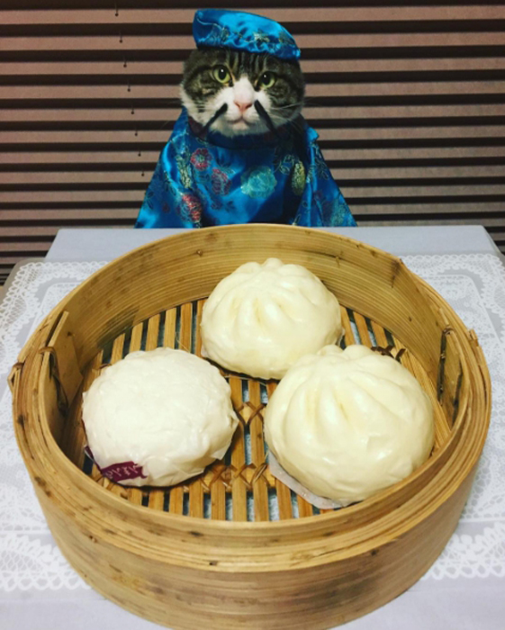 Этот котик - идеальная модель для фотосессии