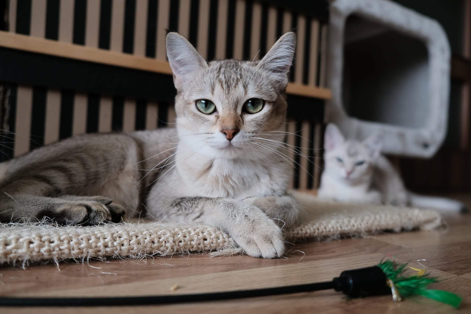 кот