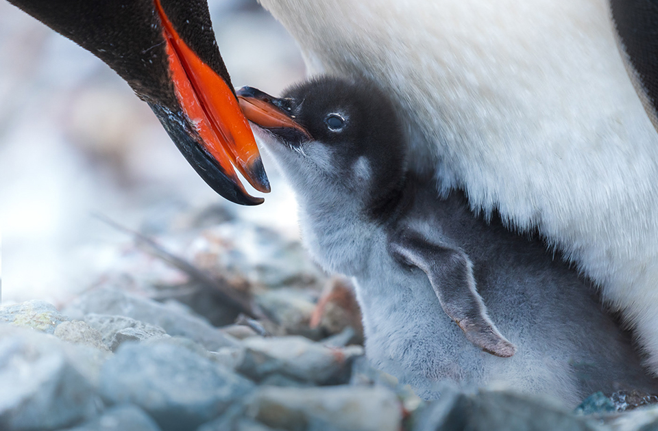 Папуанский пингвин и пингвиненок