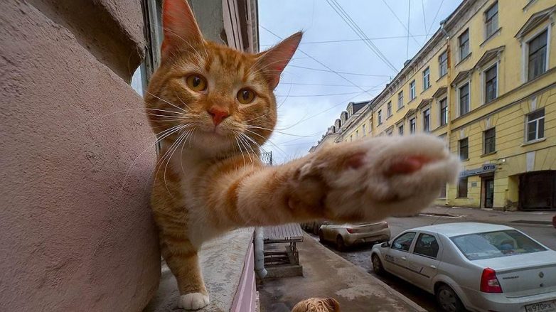 Забавные животные