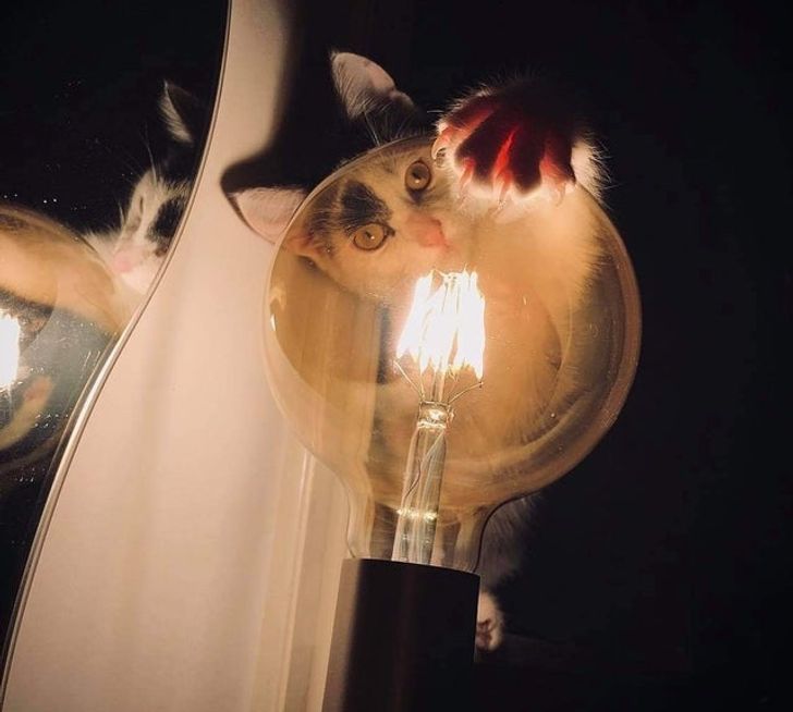 кот трогает лапой лампу