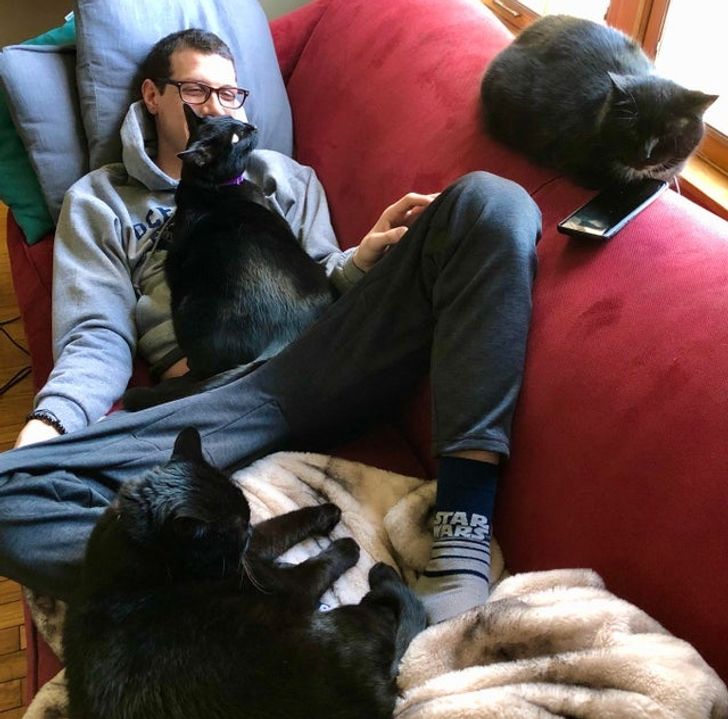 три черных кошки и парень на диване