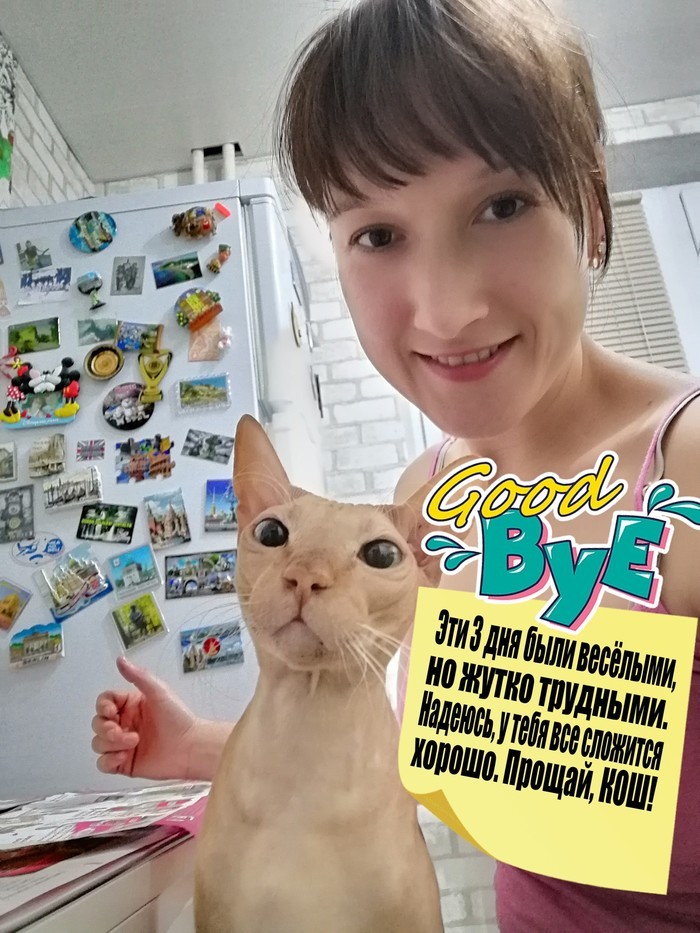 История некрасивого котэ