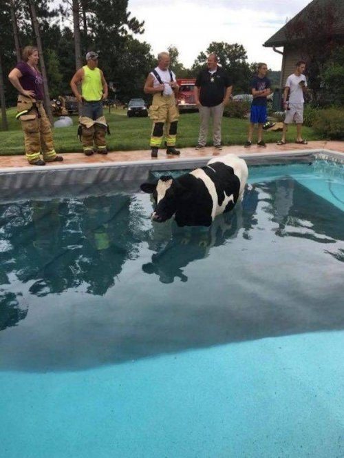 Приколы из США / Приколы Приколы из США / Приколы авто и мото,юмор и курьезы